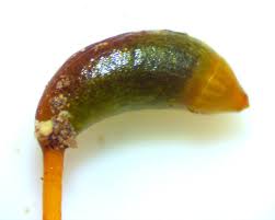 Attēlu rezultāti vaicājumam “Hygroamblystegium varium”