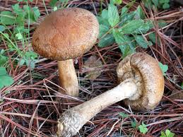 Attēlu rezultāti vaicājumam “Psathyrella lacrymabunda”