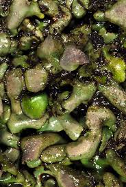 Attēlu rezultāti vaicājumam “Dermatocarpon luridum”