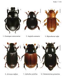 Attēlu rezultāti vaicājumam “Geotrupes”