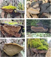 Attēlu rezultāti vaicājumam “Phellinus tremulae”