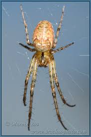 Attēlu rezultāti vaicājumam “Tetragnathidae”