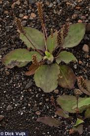 Attēlu rezultāti vaicājumam “Plantago major subsp. intermedia”