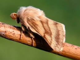 Attēlu rezultāti vaicājumam “Malacosoma castrensis male”