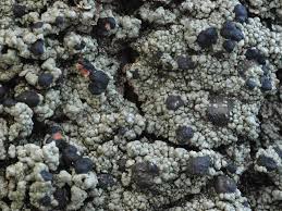 Attēlu rezultāti vaicājumam “Mycoblastus sanguinarius”