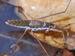 Attēlu rezultāti vaicājumam “Gerridae”