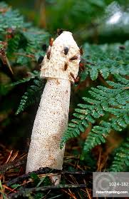 Attēlu rezultāti vaicājumam “Phallus impudicus”