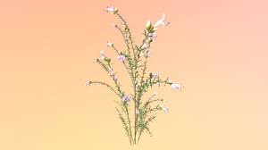 Attēlu rezultāti vaicājumam “Diderma tigrinum stalked”