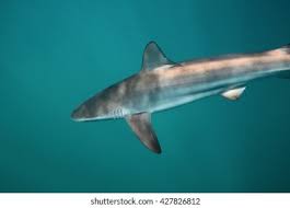Image result for Carcharhinus brachyurus