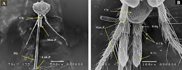 Attēlu rezultāti vaicājumam “Culex pipiens female”