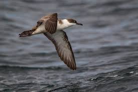 Image result for Puffinus gravis