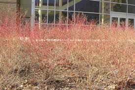 Attēlu rezultāti vaicājumam “Cornus sanguinea”