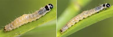 Attēlu rezultāti vaicājumam “Lozotaenia forsterana”