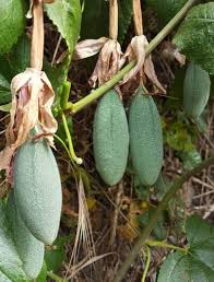 Attēlu rezultāti vaicājumam “Taraxacum officinale aggr. fruit”