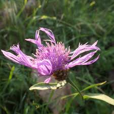 Attēlu rezultāti vaicājumam “Centaurea jacea leaf”
