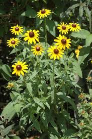 Attēlu rezultāti vaicājumam “Rudbeckia hirta var. hirta leaf”