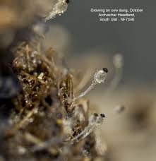 Attēlu rezultāti vaicājumam “Pilobolus crystallinus”