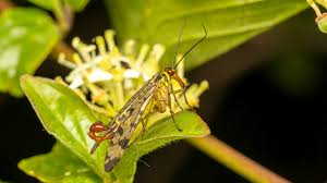 Attēlu rezultāti vaicājumam “Panorpa communis”