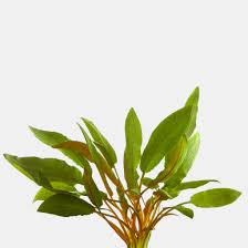 Attēlu rezultāti vaicājumam “Cryptocala chardinyi”