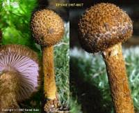 Attēlu rezultāti vaicājumam “Inocybe lanuginosa”