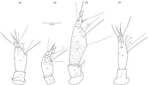 Attēlu rezultāti vaicājumam “Leiodidae larva”