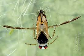 Attēlu rezultāti vaicājumam “Notonecta glauca”