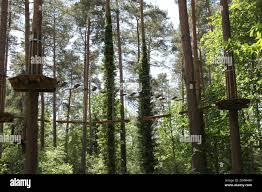 Image result for Go Ape! Alice Holt