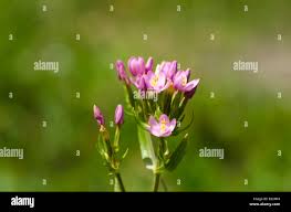 Attēlu rezultāti vaicājumam “Centaurium erythraea bud”