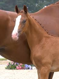 Image result for Interfreestyle Sport Karate