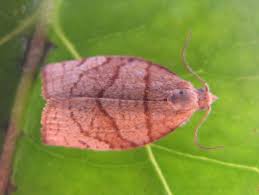 Attēlu rezultāti vaicājumam “Pandemis”