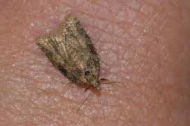 Attēlu rezultāti vaicājumam “Capua vulgana”