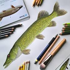 Attēlu rezultāti vaicājumam “Esox lucius”