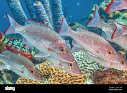 Image result for Lutjanus analis