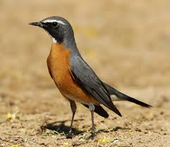 Image result for Irania gutturalis