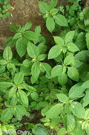 Attēlu rezultāti vaicājumam “Impatiens parviflora”