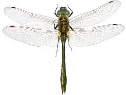 Attēlu rezultāti vaicājumam “Cordulia aenea”