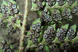 Attēlu rezultāti vaicājumam “Colloderma oculatum”