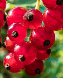 Attēlu rezultāti vaicājumam “Ribes rubrum”