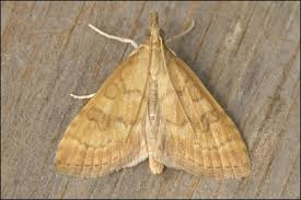 Attēlu rezultāti vaicājumam “Udea fulvalis”