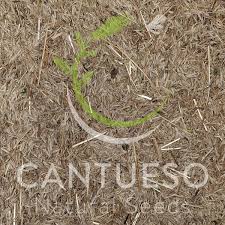 Attēlu rezultāti vaicājumam “Corynephorus canescens”