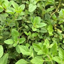Image result for Oregano