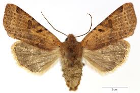 Attēlu rezultāti vaicājumam “Agrochola helvola imago”