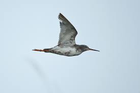 Image result for Tringa erythropus