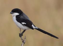 Attēlu rezultāti vaicājumam “Laniidae”