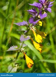 Attēlu rezultāti vaicājumam “Melampyrum nemorosum leaf”