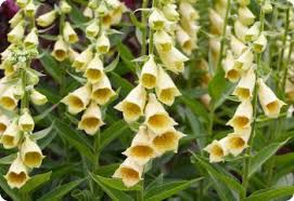 Image result for Digitalis grandiflora