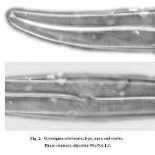Attēlu rezultāti vaicājumam “Didymium aggregatum macro”