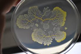 Attēlu rezultāti vaicājumam “Physarum obscurum young”