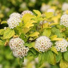 Attēlu rezultāti vaicājumam “Physocarpus opulifolius”
