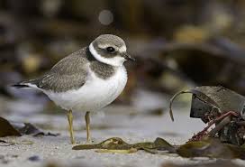 Attēlu rezultāti vaicājumam “Charadrius hiaticula adult”